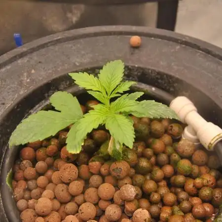 AK47 x Mars Hydro x DWC