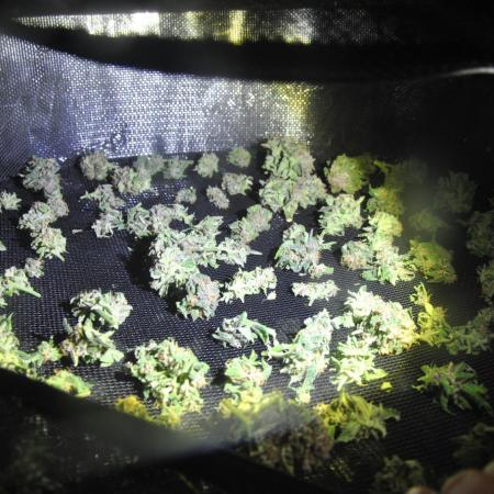 Red Poison x Mars HYdro x DWC