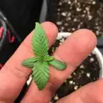 Peyote critical barney’s farms