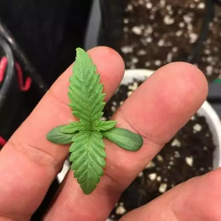 Peyote critical barney’s farms
