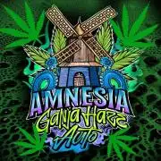 AmnesiaHaze