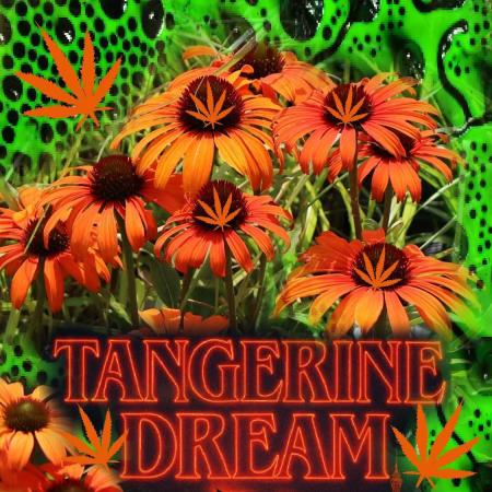 Tangerine Dream