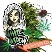 WhiteWidowAuto F1