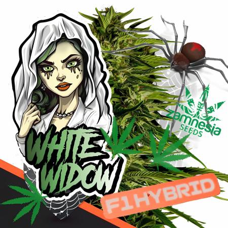 WhiteWidowAuto F1