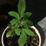 my organic grow
