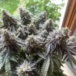 Jamaican Pearl