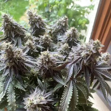 Jamaican Pearl