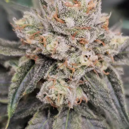 Do Sweet Dos