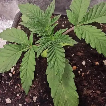 Test Gelato 33, Gelato Kush, Biscotti