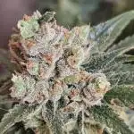 Do Sweet Dos