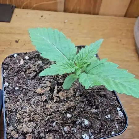 Test Gelato 33, Gelato Kush, Biscotti