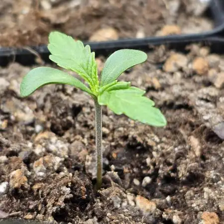 Test Gelato 33, Gelato Kush, Biscotti