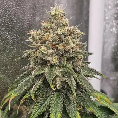 Do Sweet Dos