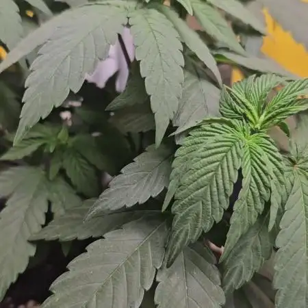 Test Gelato 33, Gelato Kush, Biscotti