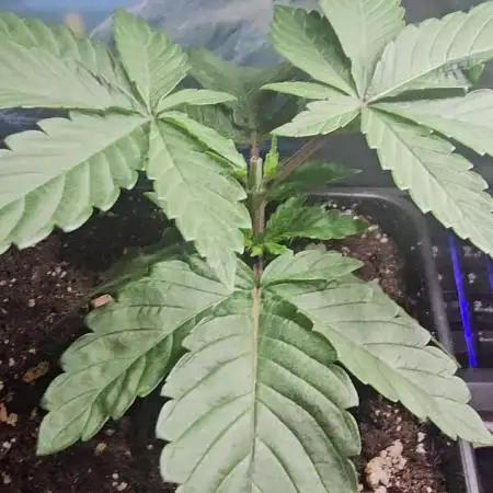 Test Gelato 33, Gelato Kush, Biscotti