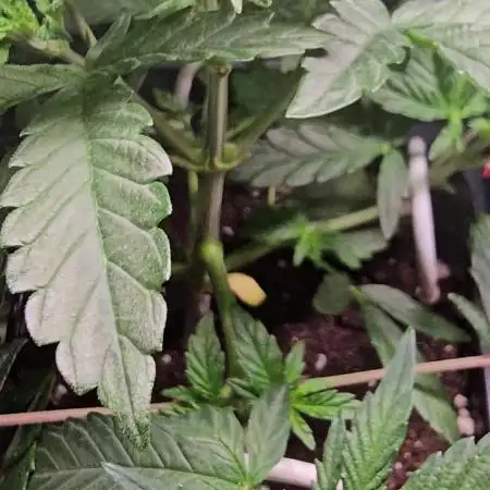 Test Gelato 33, Gelato Kush, Biscotti