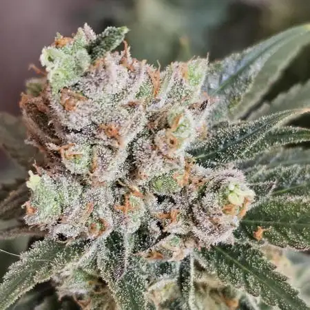 Do Sweet Dos