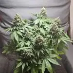 Do Sweet Dos