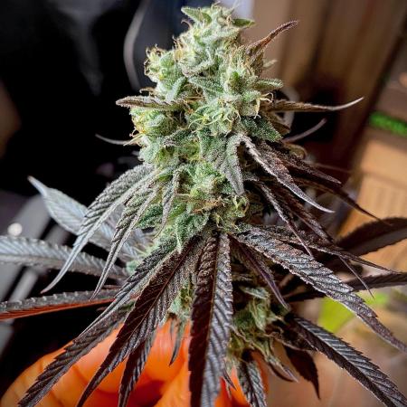 Amnesia OG TEST PHASE