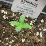 Strawberry Haze Auto by Kannabia
