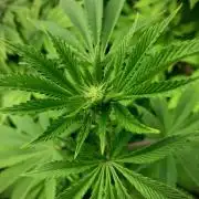 Moby Dick by Kannabia