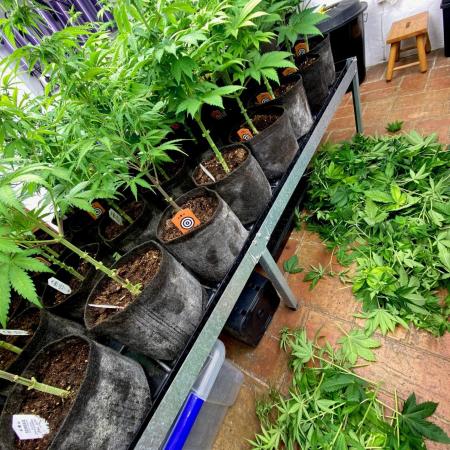 Clementine Slush BioBoost vs Clementine