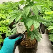 Moby Dick by Kannabia