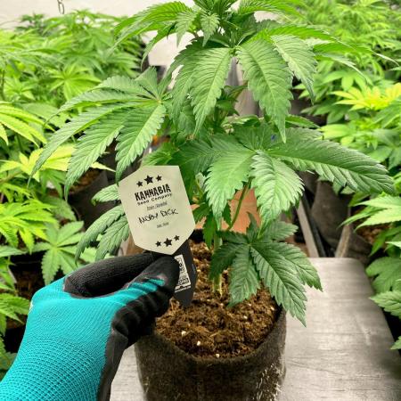 Moby Dick by Kannabia