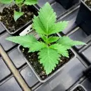 Moby Dick by Kannabia