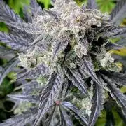 Strawberry Haze Auto by Kannabia