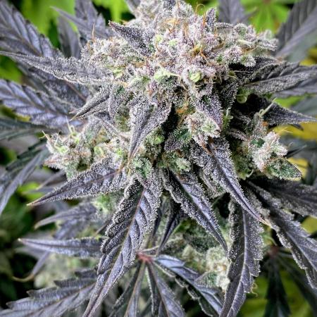 Strawberry Haze Auto by Kannabia