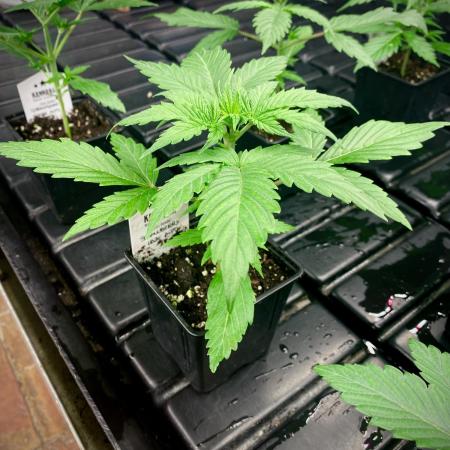 Strawberry Haze Auto by Kannabia