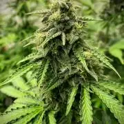 Strawberry Haze Auto by Kannabia