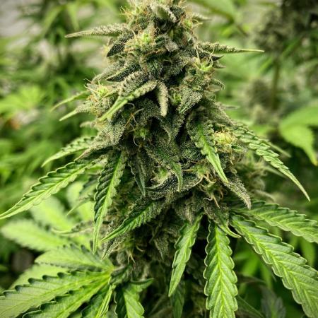 Strawberry Haze Auto by Kannabia