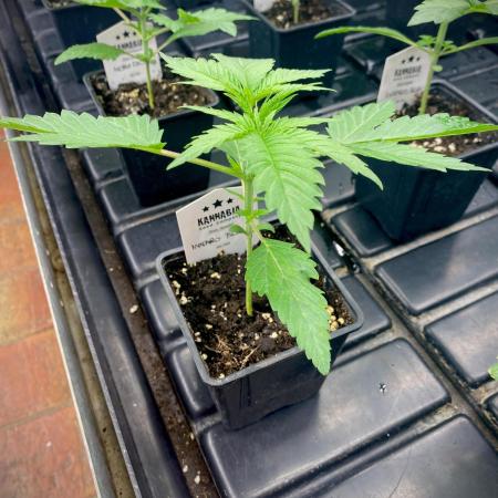 Mataró Blue by Kannabia