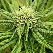 Apple Fritter BioBoost vs Apple Fritter