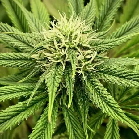 Apple Fritter BioBoost vs Apple Fritter