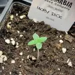 Moby Dick by Kannabia