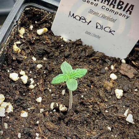 Moby Dick by Kannabia