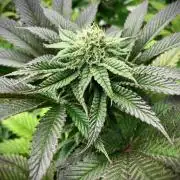 Moby Dick by Kannabia