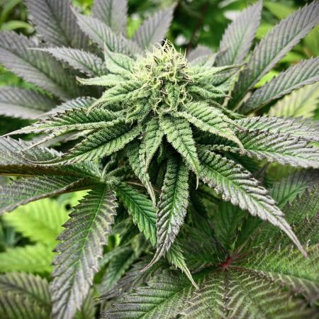 Moby Dick by Kannabia