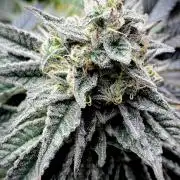 Mataró Blue by Kannabia