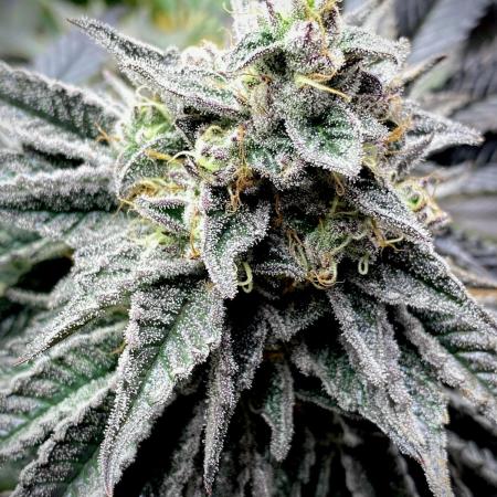 Mataró Blue by Kannabia