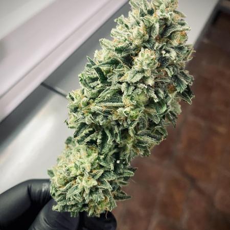 Mexican Sativa
