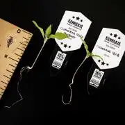 Clementine Slush BioBoost vs Clementine