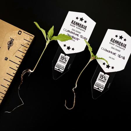 Clementine Slush BioBoost vs Clementine