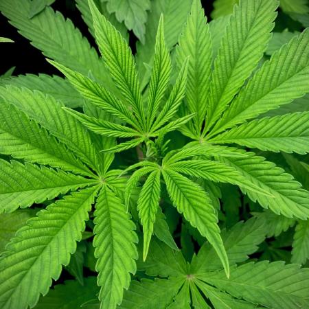 Apple Fritter BioBoost vs Apple Fritter