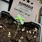 Mataró Blue by Kannabia