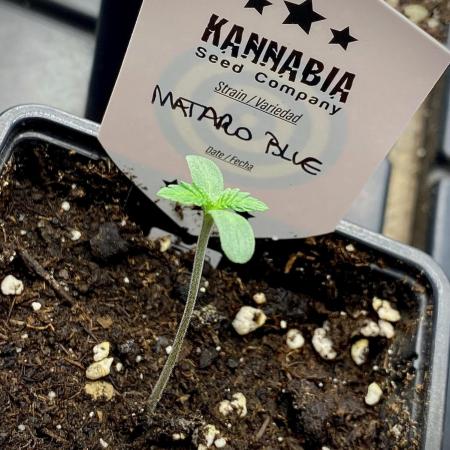 Mataró Blue by Kannabia