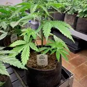 Strawberry Haze Auto by Kannabia
